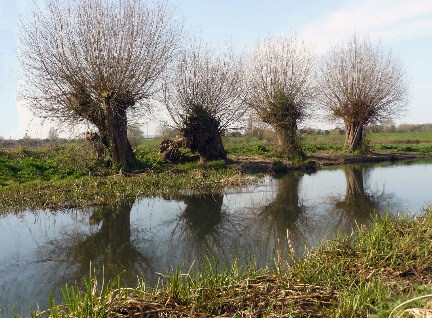 Willows beside the River Frome near Whitminster.